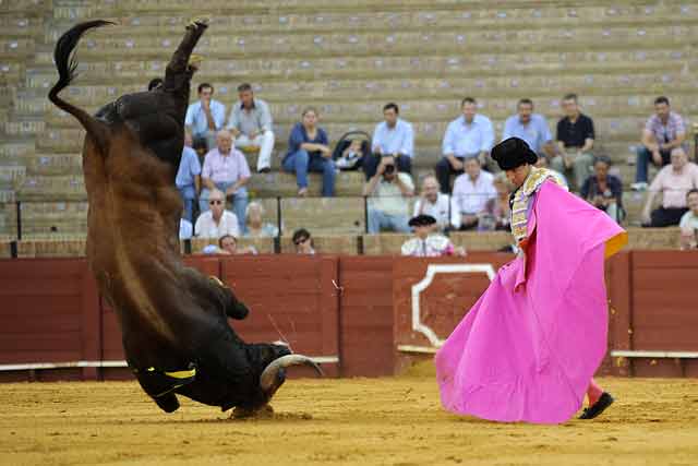 Novillos inválidos. (FOTO: Sevilla Taurina)