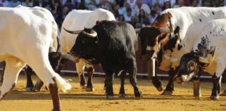 Uno de los tres sobreros que saltaron al ruedo el 26 de septiembre. (FOTO: Sevilla Taurina)