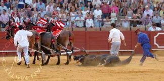 Rafaelito Mesa, arenero de la Maestranza. (FOTO: Matito)