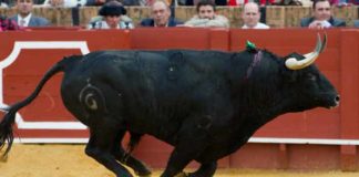 Un toro de Fuente Ymbro serio y galopando en la pasada Feria de Abril. (FOTO: Paco Díaz)