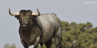 La seriedad de un toro bien hecho. (FOTO: Eduardo López)