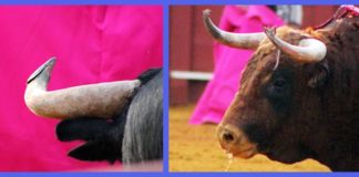 Detalle de dos de los toros lidiados en la Real Maestranza durante el pasado ciclo de San Miguel. (FOTOS: Javier Martínez)