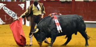 Inspirado derechazo de Daniel Luque esta tarde en Alba de Tiormes.