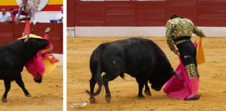 La fuerte voltereta de Morante en Zafra y su toreo sublime de capote. (FOTOS: Gallardo / Badajoz Taurina)