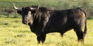 Toro de la ganadería sevillana de Albaserrada.