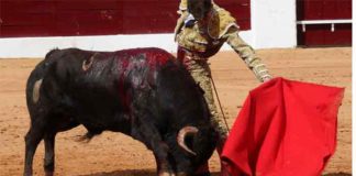 El sevillano Alfonso Cadaval toreando hoy en Olivenza. (FOTO: Gallardo/Badajoz Taurina)