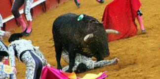 El Lili, tras ser corneado en Sevilla el pasado domingo. (FOTO: Javier Martínez)