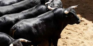 Toros de Fermín Bohórquez para la de rejones de hoy domingo.