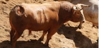 Un toro de Cuvillo para hoy en la Maestranza.