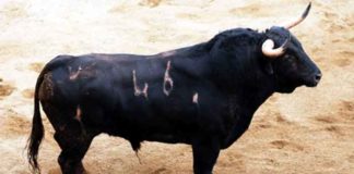 El primer toro de Daniel Ruiz que se lidiará esta tarde.