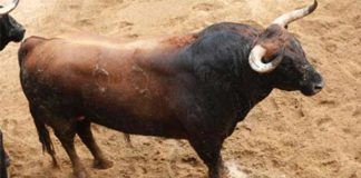 Toro de Fuente Ymbro para hoy en la Maestranza.