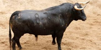 El primer toro de Jandilla que se lidiará esta tarde, para Morante.