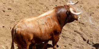 El primer toros de Juan Pedro Domecq que se lidiará esta tarde.