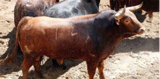 Primer toro de El Pilar que se lidiará esta tarde.