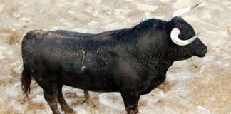 El primer toro de Las Ramblas que se lidiará hoy miércoles en la Maestranza.