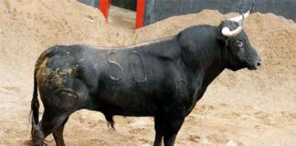 El primer toro de Tornay para lidiarse esta tarde.