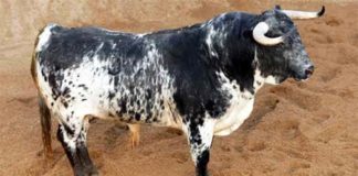 Uno de losm toros de Victoriano del Río que se lidiarán esta tarde.