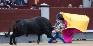 El sevillano Manuel Escribano, esta tarde en Madrid, fiel a su personalidad. (FOTO: las-ventas.com)