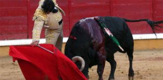 Morante, toreando esta tarde en Badajoz. (FOTO: Gallardo/badajoztaurina.com)