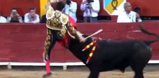 Daniel Luque, en el momento de ser corneado en la pierna derecha hoy en Lima (Perú).